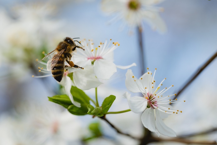Vabzdžių sezonas prasidėjo: gėlių kvepalus pasilikite rudeniui