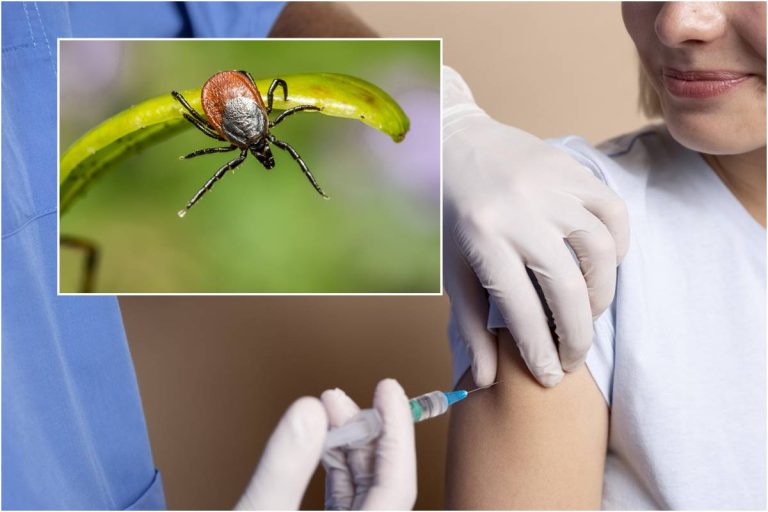10 atsakymų apie vakciną nuo erkinio encefalito